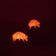  Pig Spotting in Cape Nature